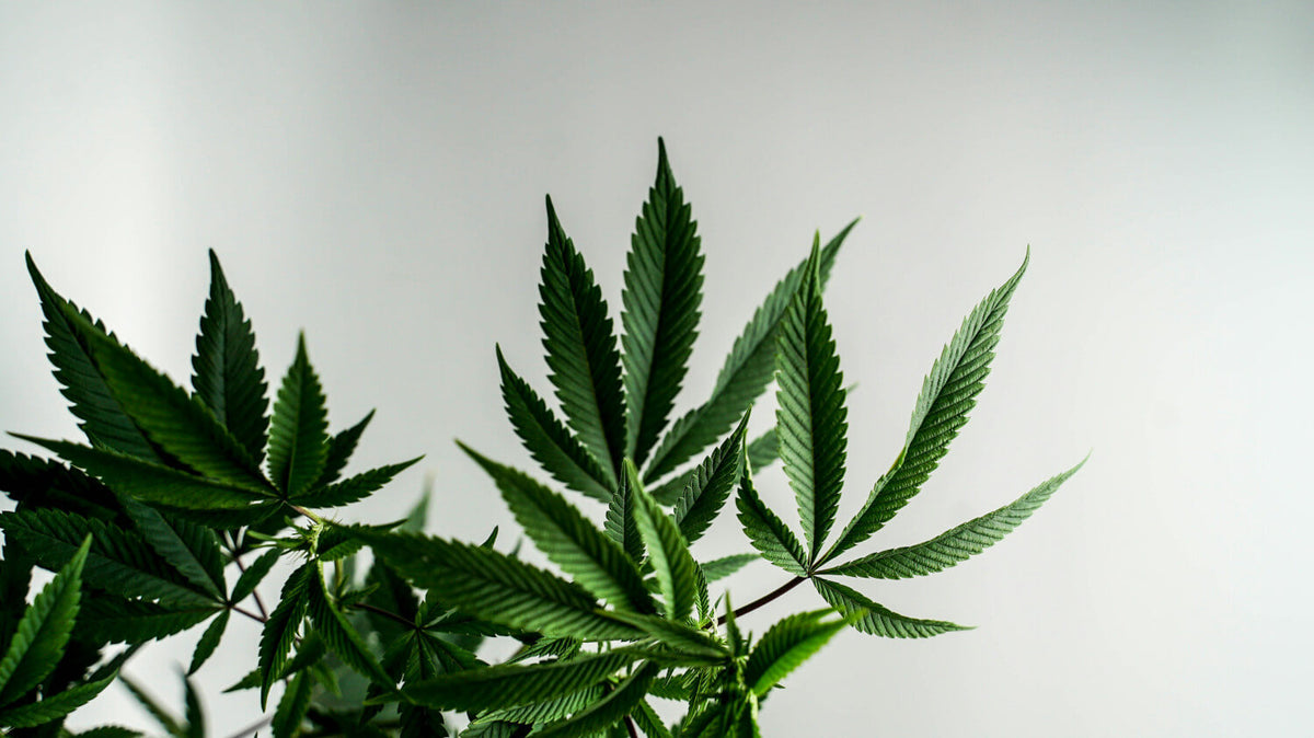 Cannabis et guerre contre la drogue : analyse d'un échec mondial