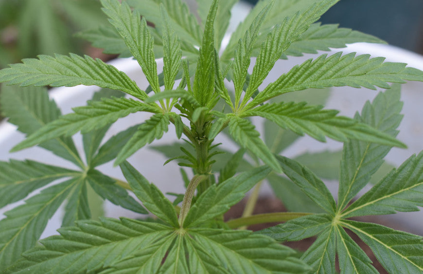 Vrai ou faux : tout ce que vous devez savoir sur le CBD