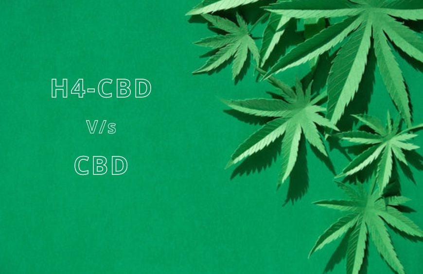 H4CBD et CBD : lequel choisir ?