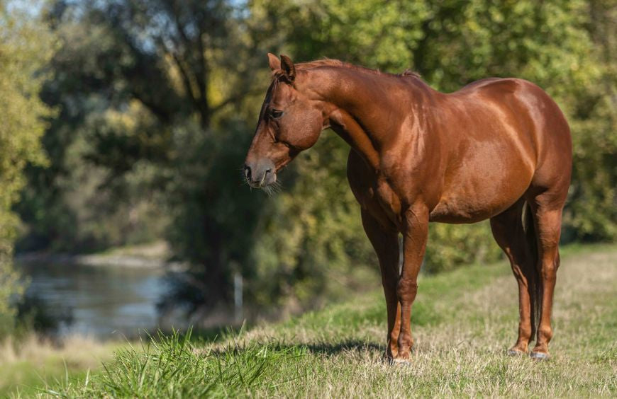 Tic chez le cheval : cette étude démontre tous les bienfaits du CBD