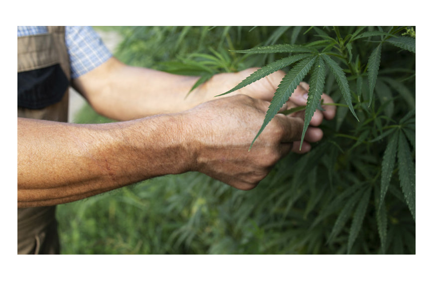 Les différents modes de culture du CBD