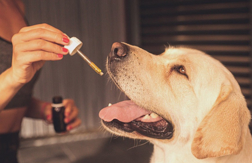 4 solutions efficaces pour réduire le stress de votre chien