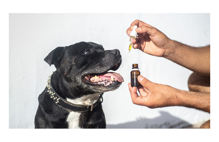 Huile CBD Animaux : huile de CBD pour chien pas cher