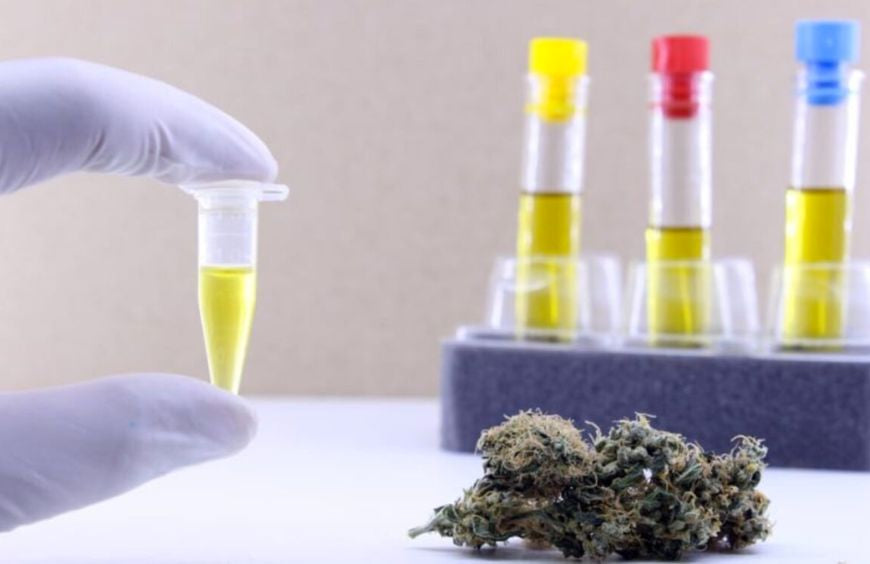 Combien de temps le CBD reste dans l'urine ?