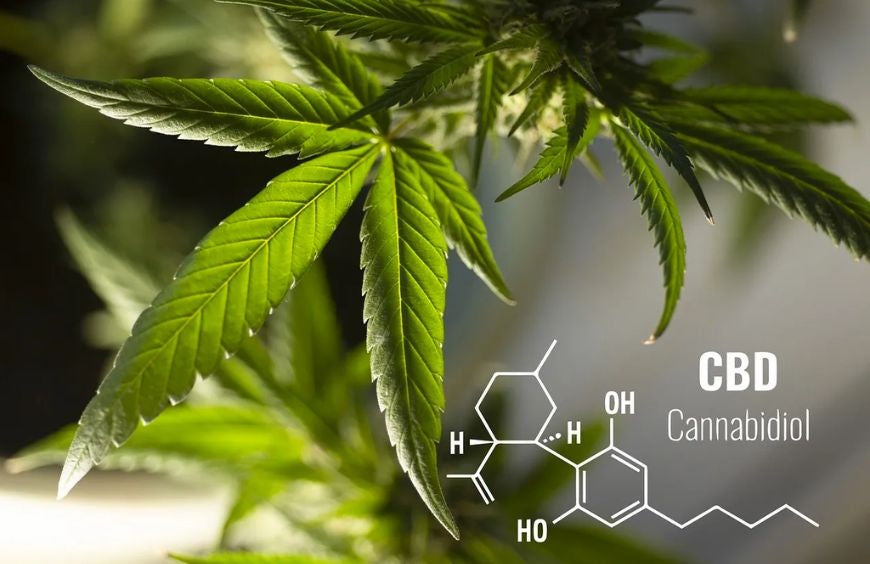 Quand prendre du CBD : le matin ou le soir ?