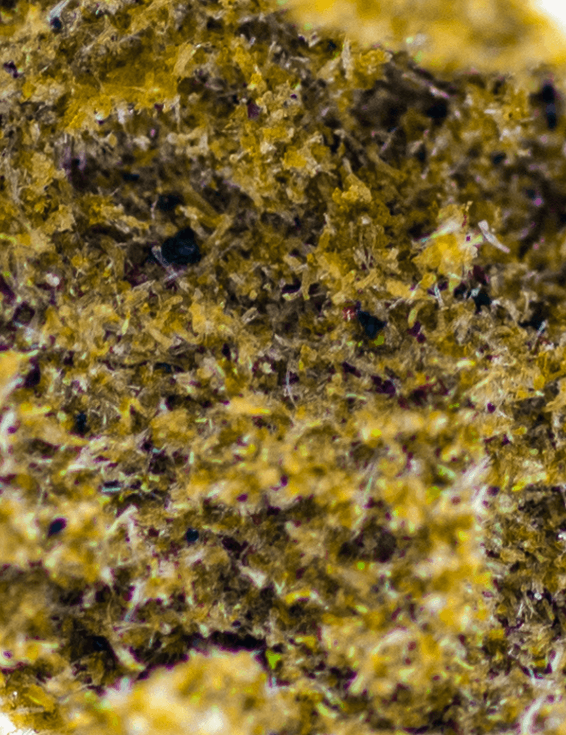 Amnesia Dry Sift CBD