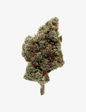 Jamaïcan Haze CBD