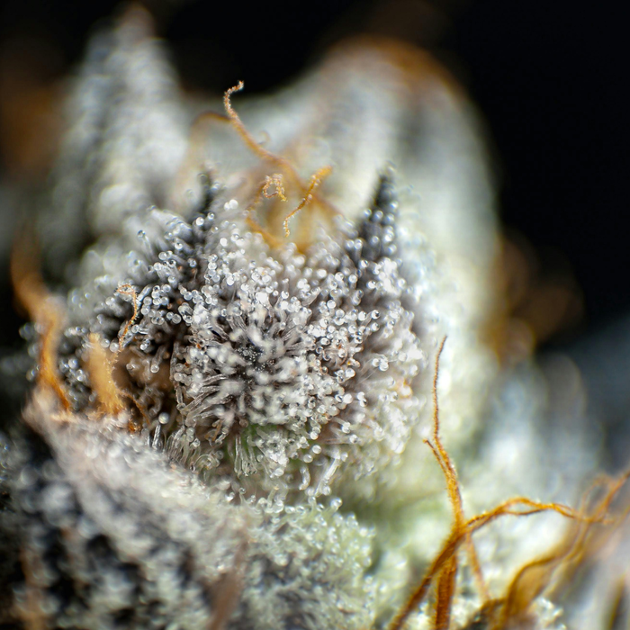 CBD y hongos adaptógenos: ¿qué efectos y beneficios tienen?