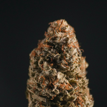 Les variétés Kush : origines, caractéristiques et effets