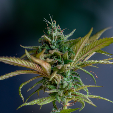 Dosis máxima diaria de CBD: lo que hay que saber