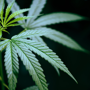 Der Reiz von Cannabis-Hybridsorten