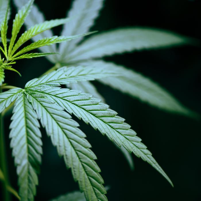 El interés de las variedades híbridas de cannabis