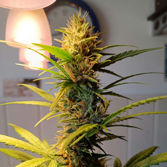 Sind Hanfblätter antioxidativ?