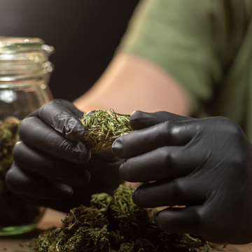 Odeurs, aspects, couleurs : reconnaître une fleur de CBD de qualité