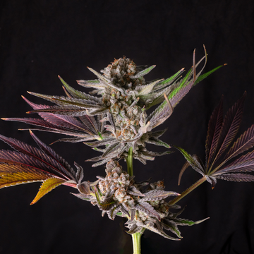 Taux naturels de CBD dans les fleurs : comprendre les pourcentages