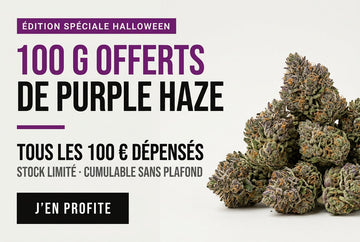 Halloween CBD : 100 g de Purple Haze offerts dès 100 €