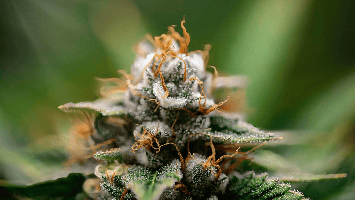 aspects des fleurs de CBD