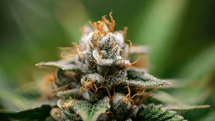aspectos de las flores de CBD