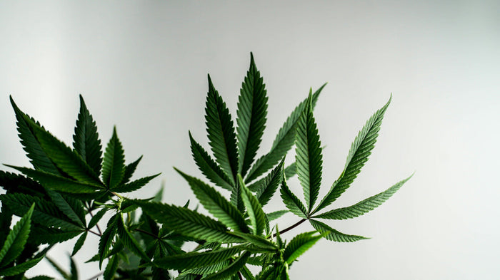 Cannabis y guerra contra las drogas: análisis de un fracaso mundial