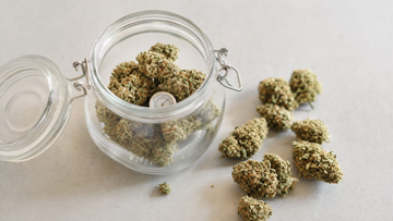 Flores de CBD en proceso de maduración en un frasco de cristal con higrómetro