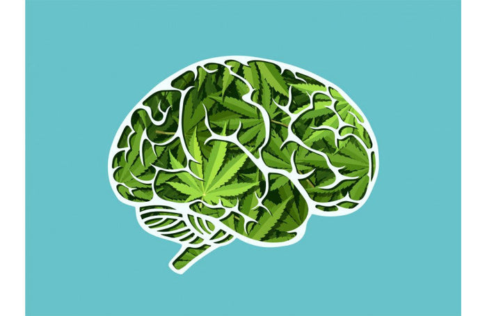 Le CBD augmente le flux sanguin du cerveau pour la mémoire et la décision