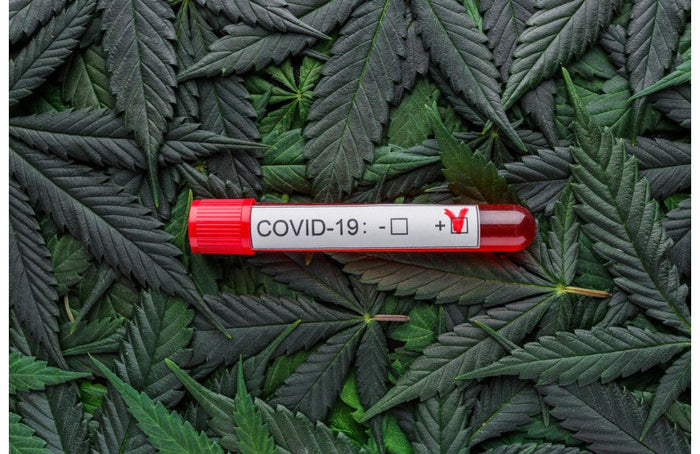 Coronavirus : les américains se tournent vers le CBD pour gérer leur stress