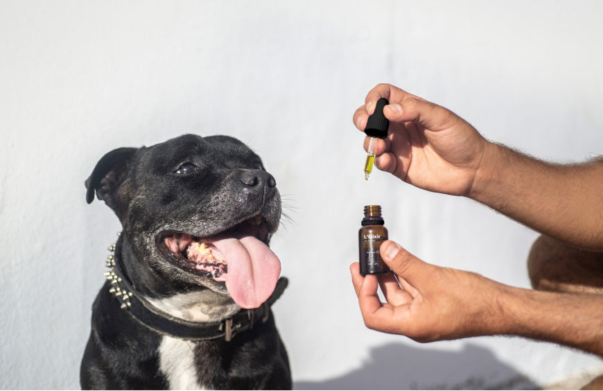 Por que dar CBD ao seu animal de estimação?