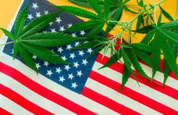 Os americanos consideram a cannabis menos perigosa do que o tabaco, o álcool e os opióides