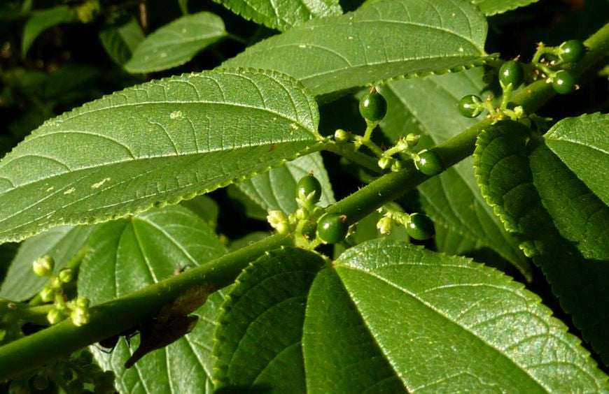 Des chercheurs ont trouvé du CBD dans une autre plante que le cannabis