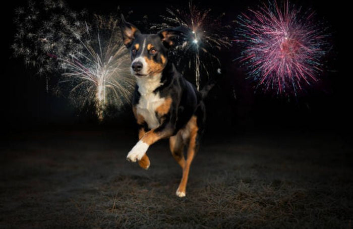 Cães, gatos... será que o CBD os consegue acalmar durante os fogos de artifício?
