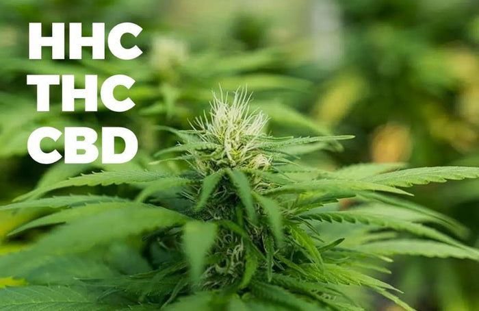 HHC vs THC et CBD : ce que dit la science