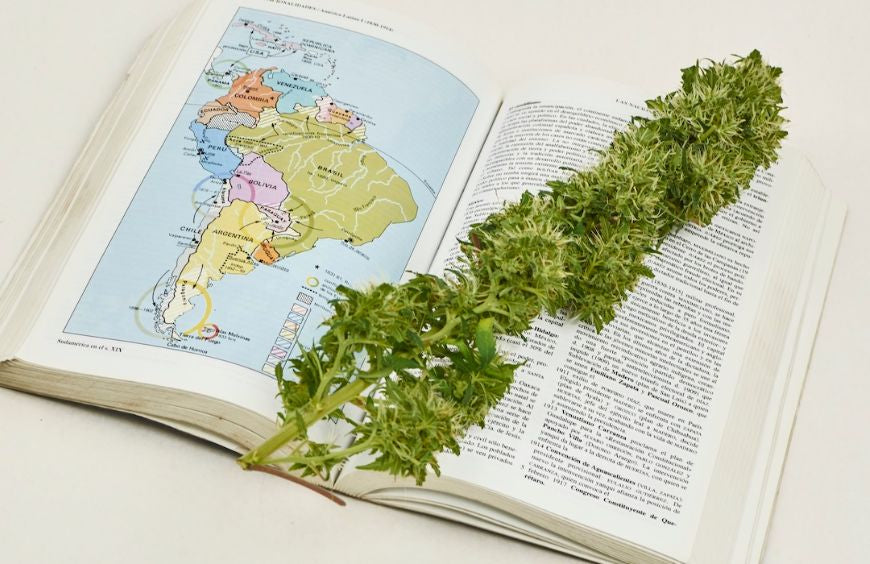 A América do Sul abre-se à cannabis