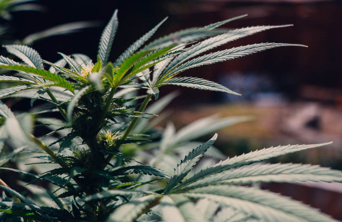 Le HHC inscrit sur la liste des stupéfiants