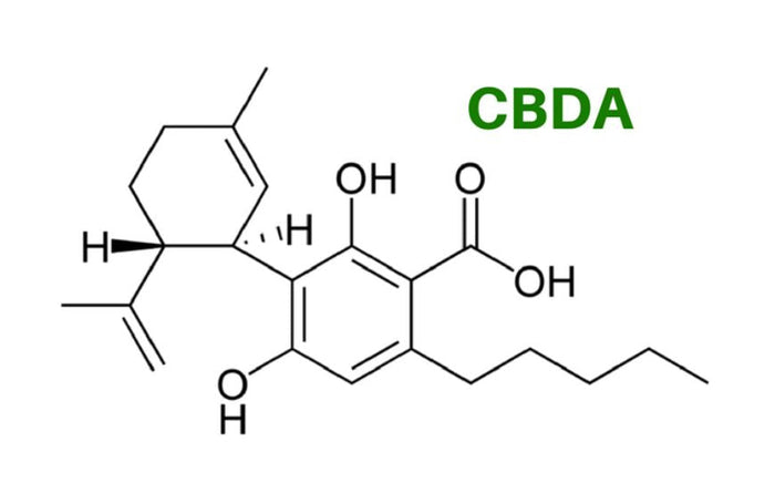 CBDA, un cannabinoïde aux nombreux bienfaits