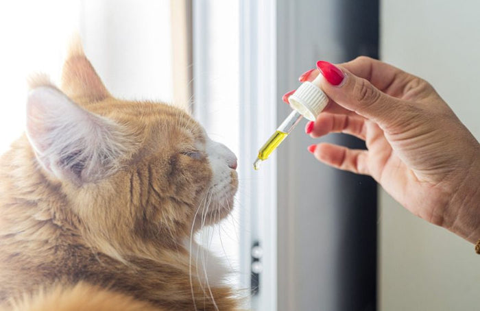 Prendre soin de son chat grâce au CBD