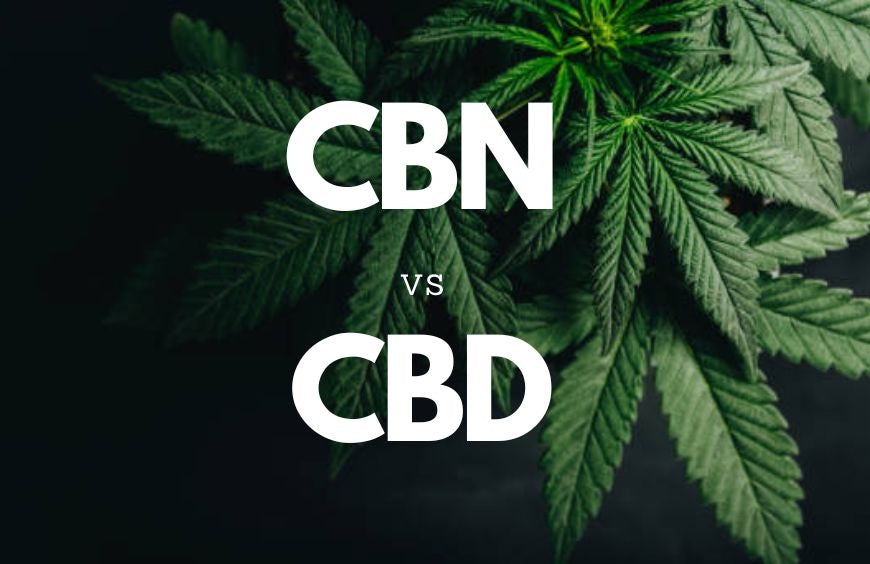 CBN vs. CBD: tudo o que precisa de saber