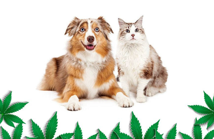 Como é que o CBD pode ajudar o meu cão ou gato?