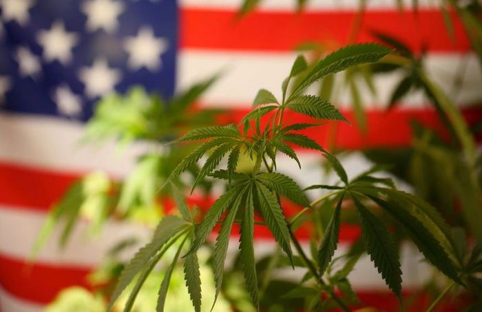FDA, Congrès, CBD… Que se passe-t-il aux États-Unis ?