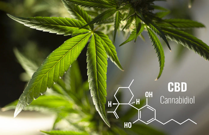 Tão fácil quanto o CBD: o ABC do CBD