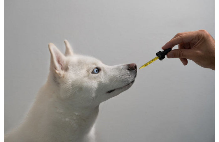 Óleo de CBD para animais?