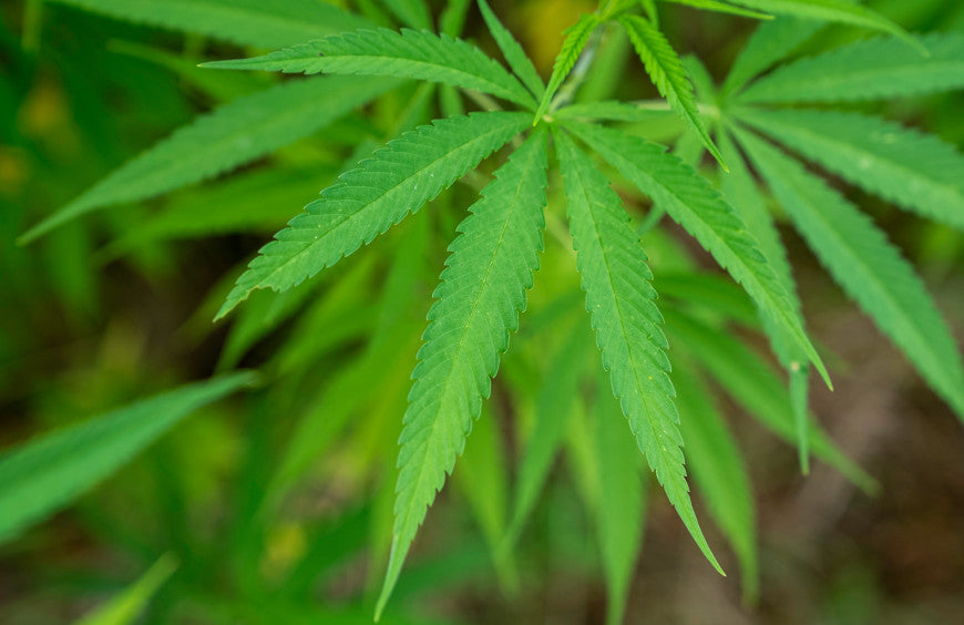 É possível usar o CBD para deixar de consumir cannabis?