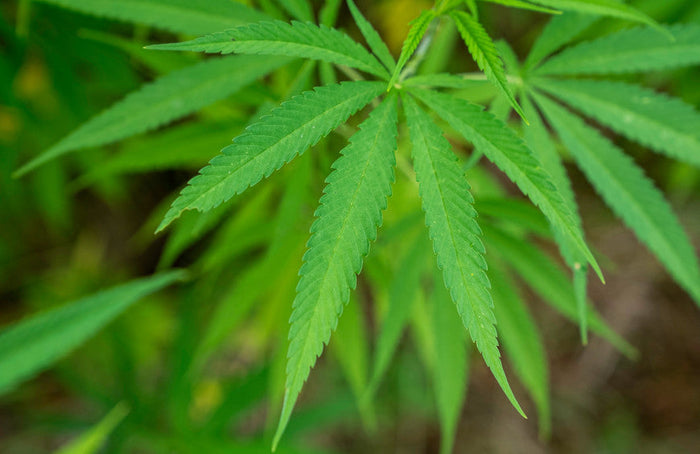 É possível usar o CBD para deixar de consumir cannabis?