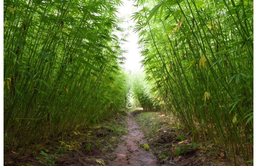 O cânhamo, uma planta mais eficaz do que as árvores na captura de carbono