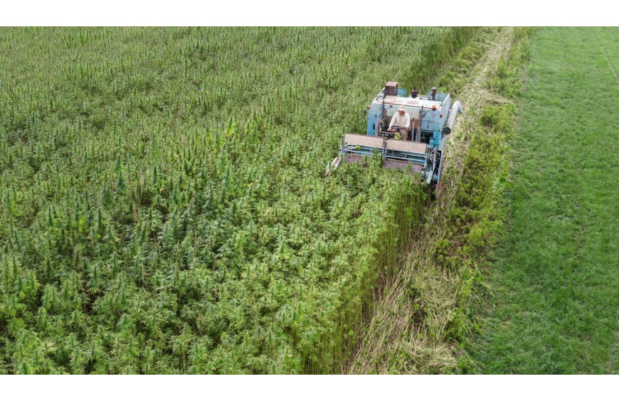 Le chanvre, le prochain superaliment de vos salades ?