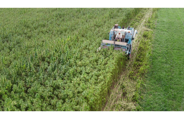 Le chanvre, le prochain superaliment de vos salades ?