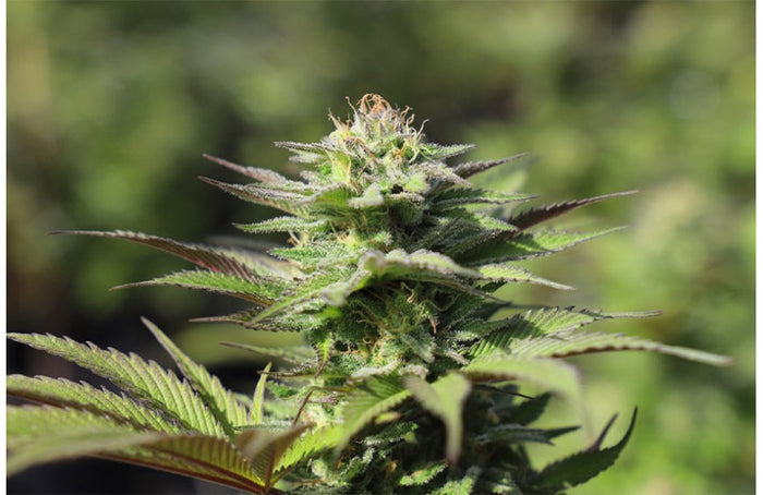 UPCBD : vers une réglementation du CBD ?