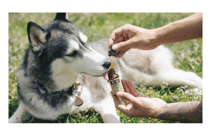 O óleo de CBD pode acalmar os nossos animais de estimação, incluindo os nossos cães?