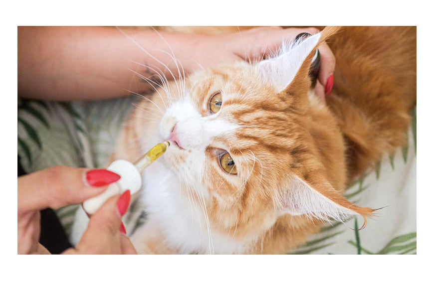 Dar óleo de CBD ao gato: boa ou má ideia?