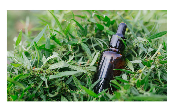 Huile de CBD, définition et ampleur des effets