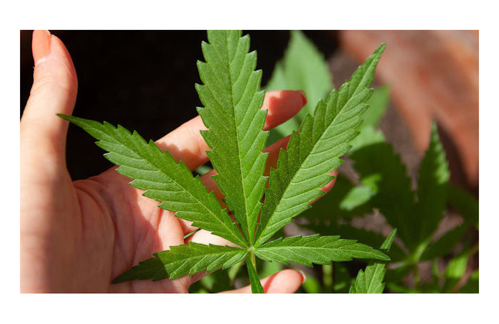 Skunk : les secrets d’une variété très appréciée